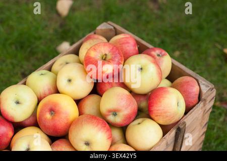 Top-down-Komposition aus Reifen roten Äpfeln, die eine rustikale Holzkiste füllen. Eine lebhafte Herbsternte mit natürlichen Farben und geringer Tiefe. Stockfoto