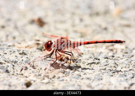Seitenprofil Makroaufnahme einer leuchtenden roten Libelle auf einer strukturierten Oberfläche mit Kies und Stein. Stockfoto