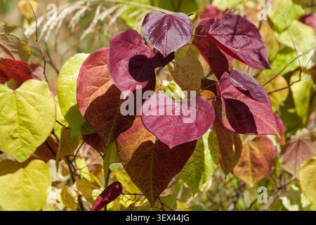 Cercis canadensis Eternal Flame, lebendiges, herzförmiges Laub, Blätter tauchen rot auf und altern durch verbranntes Orange bis hellgelbes, Stockfoto