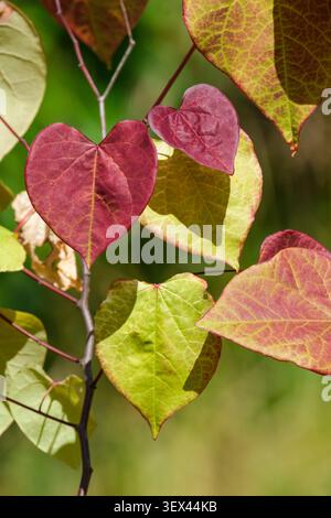 Cercis canadensis Eternal Flame, lebendiges, herzförmiges Laub, Blätter tauchen rot auf und altern durch verbranntes Orange bis hellgelbes, Stockfoto