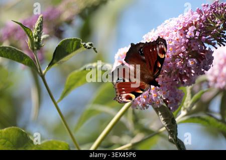 Ein Pfauenfalter ernährt sich von Buddleia in Sussex Stockfoto