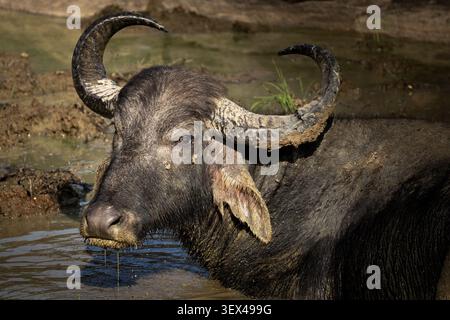 Nahaufnahmeporträt eines Wasserbüffels in einem Teich, Yala-Nationalpark, Sri Lanka Stockfoto