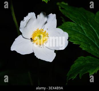 Japanische Anemonen (Anemonenhybrida) blühen im Garten von Cottesbrooke Hall, Northamptonshire, England. Stockfoto