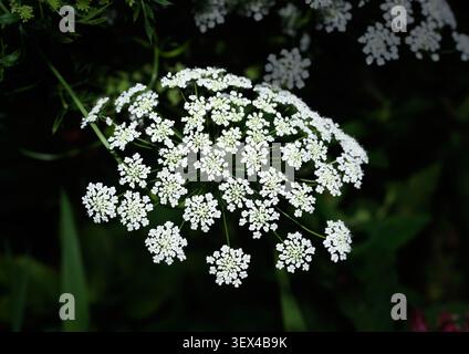Queen Anne's Lace (Daucus carota oder wilde Karotten) Blumen im Garten von Cottesbrooke Hall, Northamptonshire, England. Stockfoto
