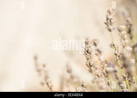 trockener Lavendel im Sommergarten Europa Gewürz Stockfoto