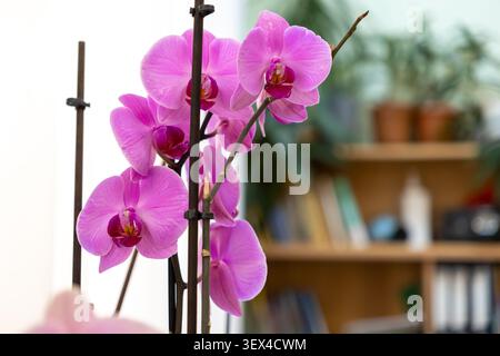 Leuchtende rosafarbene Orchideenblüten blühen elegant auf dem Scheiterhaufen in einem sonnendurchfluteten professionellen Büro und vermitteln ruhige Raffinesse und organisches Leben Stockfoto