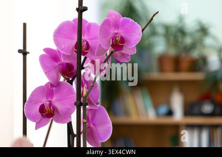 Nahaufnahme frischer magentafarbener Orchideenblüten, unterstützt von schlanken Holzstäben in einem weichen, fokussierten Innenraum, der botanische Schönheit und Ruhe repräsentiert Stockfoto