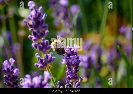 Eine Makroaufnahme einer flauschigen Hummel, die auf einer duftenden lila Lavendelblüte thront und im Sommer in einem sonnigen Garten bestäubt, weiches, unscharfes natürliches bac Stockfoto