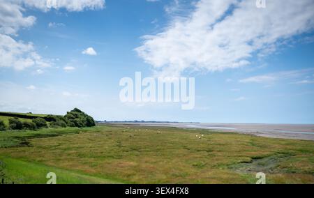 Rough-Fell-Schafe, die Salzmarschen in der Nähe der Morecambe-Bucht in Lancashire abgrasen Stockfoto