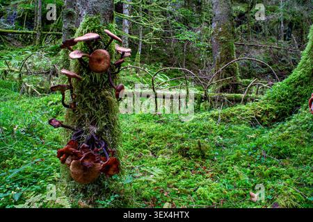 Moosiger Baumstamm bedeckt mit braunen Pilzen. Pilze wachsen in dichten Clustern, Erdtöne dominieren. Grünes Unterholz schwingt unter dem alten Wald flo Stockfoto