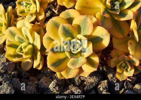 Nahaufnahme Aeonium „Sunburst“ gelbe und grüne vielfältige saftige Pflanze umgeben von vulkanischem Kies. Stockfoto