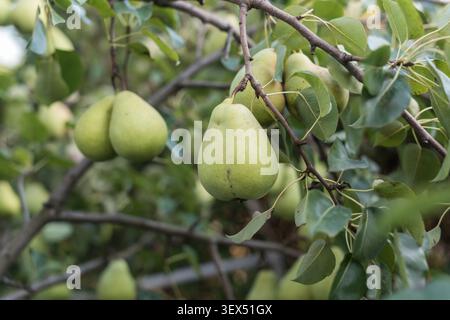 Nahaufnahme einer Reifen Birne auf einem Laubzweig mit leicht verschwommenen Birnen im Hintergrund. Warmes Sonnenlicht und leuchtende Farben sorgen für einen frischen Obstgarten Stockfoto