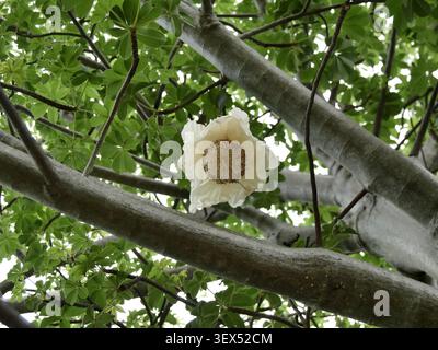 Niedriger Winkel auf die Zweige des afrikanischen Baobab-Baumes, adansonia digitata, mit einzigartiger Blume, die herabhängt Stockfoto