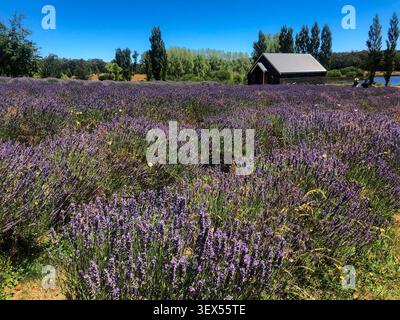 Eine malerische Lavendelfarm mit einer rustikalen Scheune inmitten üppiger, blühender lila Blumen unter einem klaren, leuchtend blauen Sommerhimmel. Stockfoto