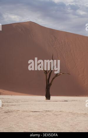 Einsamer toter Kamel Thorn Tree auf der weißen Tonpfanne mit massiver Roter Sanddüne in Deadvlei, Namib-Naukluft-Nationalpark, Namibia – Selbstfahrer-Safari Stockfoto