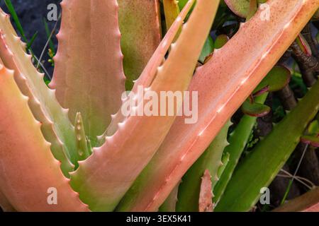 Die dicken Aloe Vera-Blätter leuchten in grünen bis rosa Tönen, umrandet mit Stacheln, die natürliche Schönheit und wohltuenden medizinischen Charme in lebendigen Details zeigen. Stockfoto