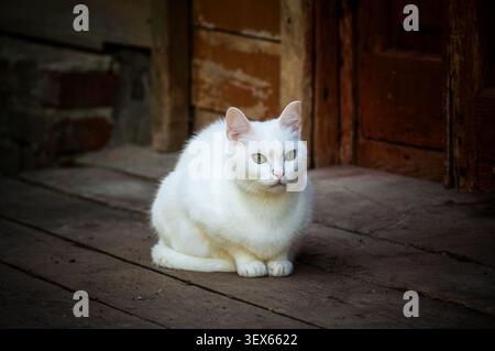 Eine weiße Hauskatze sitzt ruhig auf einer verwitterten hölzernen Veranda vor einer rustikalen Tür und zeigt auffällige grüne Augen Stockfoto