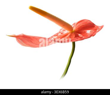 Rosa Anthurium oder Flamingolienblüte isolierter weißer Hintergrund, gelber Spadix und strukturiertes wachses Blütenblatt, Nahaufnahme von der Seite Stockfoto