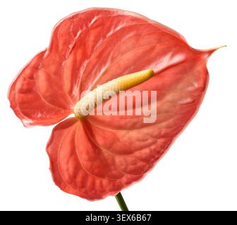 Rosa Anthurium oder Flamingolienblüte isolierter weißer Hintergrund, gelber Spadix und strukturiertes wachses Blütenblatt, Nahansicht Stockfoto