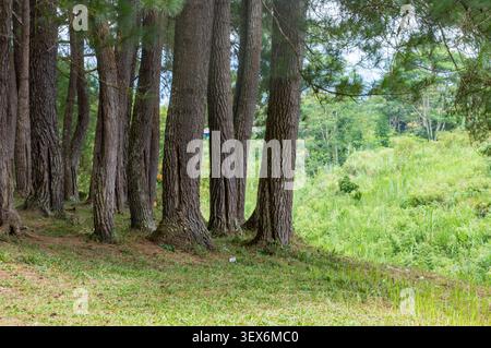 Kiefern auf einem grasbewachsenen Hügel mit Blick auf eine üppig grüne Waldlandschaft Stockfoto