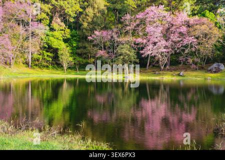 Abstraktes Ölgemälde mit wilden Himalaya-Kirschbäumen (Prunus cerasoides), die sich in einem ruhigen See spiegeln Stockfoto