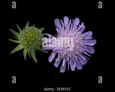 Zarte Blütenblätter strahlen neben einer grünen Knospe vor einem kräftigen schwarzen Hintergrund aus einer leuchtenden violetten Blüte (Scabiosa) Stockfoto