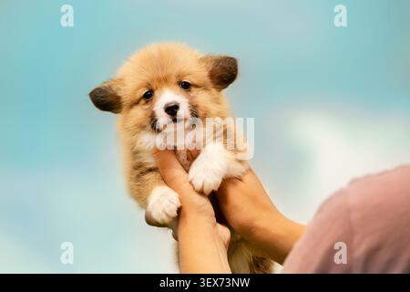 Corgi-Welpe in Händen auf blauem Hintergrund Stockfoto