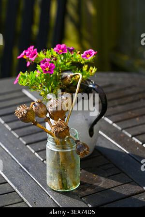 Getrocknete Pom Pom orientalische Mohnköpfe ( Papaver somniferum ) im kleinen städtischen Garten in Brighton, Sussex, UK 2026 Stockfoto