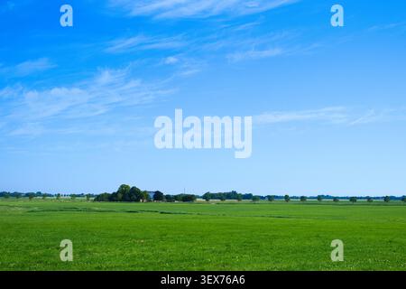 Riesige grüne Wiese unter einem klaren blauen Himmel mit schimmernden Wolken und weit entfernten Bäumen. Ländliche Landschaft im Norden der Provinz Groningen, Niederlande Stockfoto