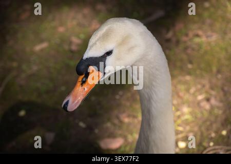 Stummer Schwan mit weißem Gefieder, elegantem langem Hals und markantem orangefarbenen Schnabel mit schwarzem Knopf, der ruhig auf grünem Gras mit Sonnenlichtfiltern sitzt Stockfoto
