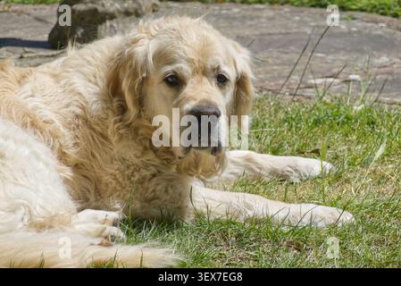 Golden Retriever Hund, der auf Gras im Garten liegt und in die Kamera schaut. Stockfoto