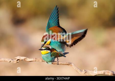 Spanien, Navarra, Europäischer Bienenfresser (Merops apiaster), Paar, das auf einem Zweig ruht, Paarung, Stockfoto