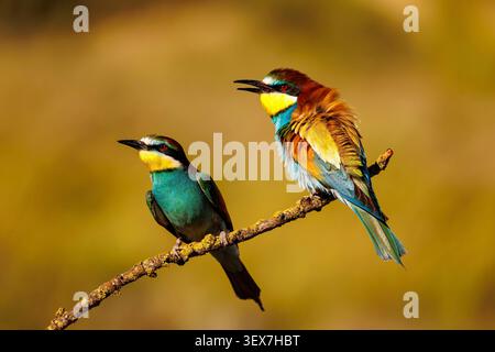 Spanien, Navarra, Europäischer Bienenfresser (Merops apiaster), auf einem Zweig ruhen Stockfoto