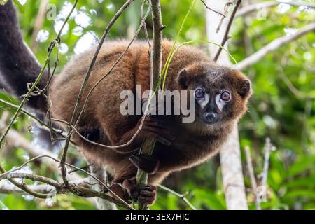Männliche RotbauchLemur (Eulemur rubriventer) im Andasibe-Mantadia-Nationalpark, Madagaskar Stockfoto
