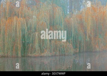 Ruhige natürliche Landschaft mit weinenden Weiden in Herbstfarben, die sich in ruhigem Seewasser unter einem trüben Himmel spiegeln Stockfoto