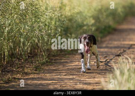Junger English Springer Spaniel läuft entlang eines Feldweges in Hertfordshire, England Stockfoto