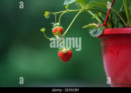Reife und unreife Erdbeeren, die in einem roten hängenden Gartentopf vor einem verschwommenen grünen Hintergrund von Bäumen wachsen Stockfoto
