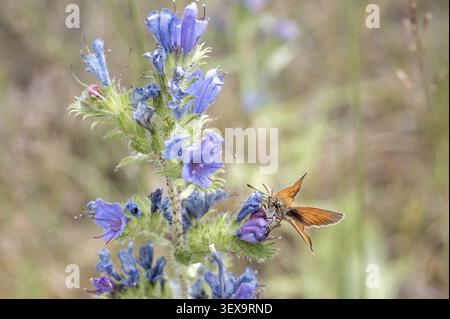 Ein Schmetterling Rostfarbene dickköpfige Schmetterlinge (Ochlodes sylvanus) sitzt auf violetten Blüten Vipers Bugloss (Echium vulgare) auf einem Feld. Stockfoto