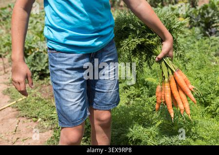 Ein Kind mit einem großen Haufen frisch geernteter Karotten in einem produktiven Gemüsegarten. Hochbeete und wachsende Reihen im Hintergrund erzeugen einen Stockfoto
