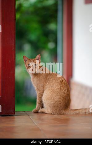 Eine einheimische Ingwerkatze sitzt in einer offenen Tür und beobachtet die Umgebung. Neugieriges Haustier, Komfort zu Hause und friedlicher Lebensstil. Stockfoto