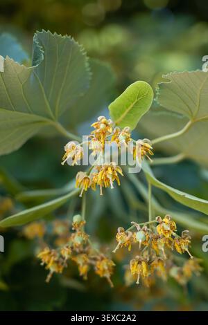 Nahaufnahme blühender Lindenblüten mit charakteristischen grünen Deckblättern und frischen Blättern, die Sommerblüte, Botanik, Heilpflanze, an veranschaulichen Stockfoto