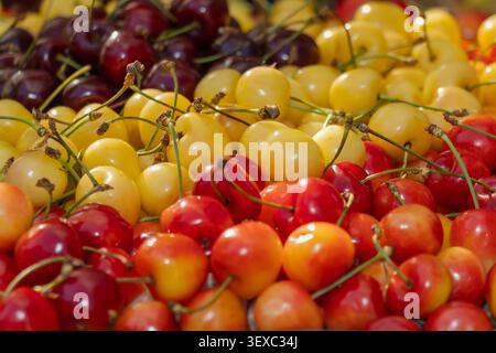 Nahaufnahme farbenfroher süßer Kirschen in roten, gelben und dunklen Sorten, die auf einem Bauernmarkt im Sommer organisiert werden, mit frischem Obst der Saison und natürlichem Te Stockfoto