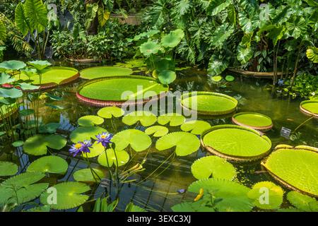 Blaue Wasserlilien im Princess of Wales Conservatory, Royal Botanic Gardens Kew, Richmond, London, Großbritannien Stockfoto