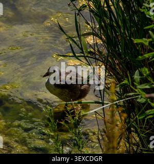 Junge Moorhenküken, die im flachen Wasser zwischen Schilf waten Stockfoto