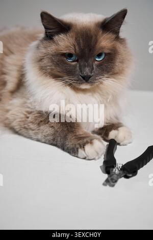 Vorbereitung Zum Trimmen Der Cat-Klaue. Stammkatze, die auf dem klinischen Tisch neben dem Klauenschneider liegt. Hauskatze wartet auf einen routinemäßigen Tierarzt-groo Stockfoto