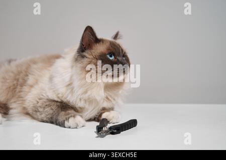 Vorbereitung Zum Trimmen Der Cat-Klaue. Stammkatze, die auf dem klinischen Tisch neben dem Klauenschneider liegt. Hauskatze wartet auf einen routinemäßigen Tierarzt-groo Stockfoto