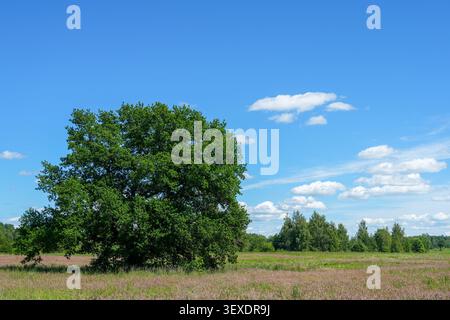Majestätische Eiche, die auf einer Sommerwiese unter blauem Himmel wächst, in ländlicher Landschaft Lettlands Stockfoto