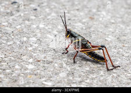 Nahaufnahme eines bunten Östlichen Heuschrecken am Boden bei Celebration, Florida, USA Stockfoto