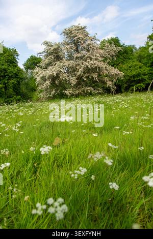 Ein Weißdorn- oder Maibaum in Blüte nahe Kenwood auf dem Hampstead Heath, London NW3, UK Stockfoto