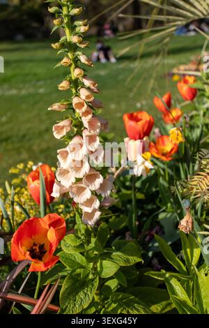 Bunte Tulpen und Fingerhüte, die in formalen Beeten im Rosengarten im Hyde Park, einem der königlichen Parks Londons, gepflanzt sind Stockfoto